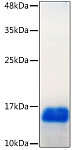 Recombinant Human GDNF  Protein (RP02517)