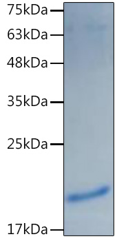 Recombinant Mouse IL-1 alpha Protein