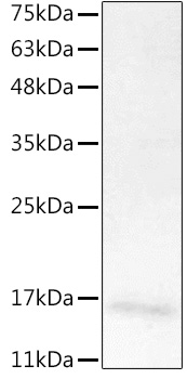 Recombinant Mouse IL-7 Protein