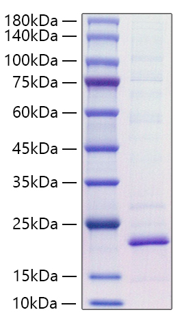 Recombinant Mouse IL-18 Protein
