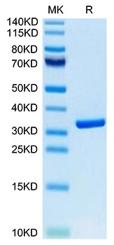 Biotinylated Recombinant Human HMGB1 Protein (Primary Amine Labeling)