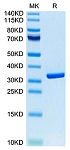 Biotinylated Recombinant Human HMGB1 Protein (Primary Amine Labeling) (RP02528)