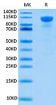 Recombinant Human FGFR2 alpha (IIIb)/KGFR/CD332 Protein (RP02530)