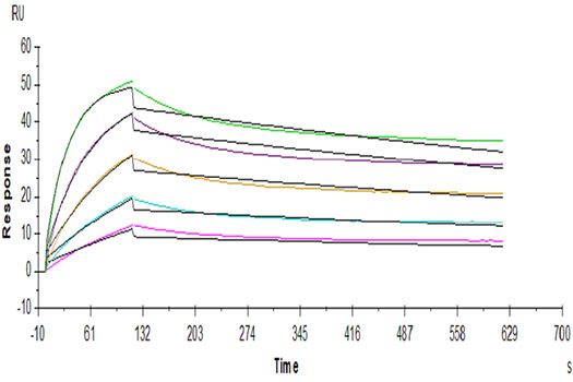 Recombinant Human FGFR-2 beta (IIIb)/KGFR/CD332 Protein