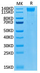 Biotinylated Recombinant Human VEGFR-2/KDR/CD309 Protein (RP02541)