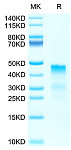 Biotinylated Recombinant Human RGMA Protein (RP02556)