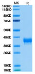 Biotinylated Recombinant Human BTN1A1/Butyrophilin Protein (RP02557)