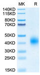 Biotinylated Recombinant Human BTLA Protein (RP02572)