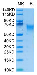 Biotinylated Recombinant Human B7-H2/ICOSLG/CD275 Protein (RP02576)