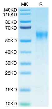 Biotinylated Recombinant Human IL-15RA/CD215 Protein