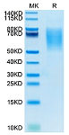 Biotinylated Recombinant Human MUC-16/CA125 Protein (RP02599)