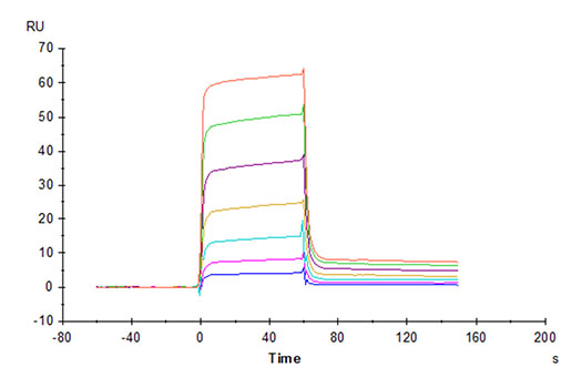 Recombinant Cynomolgus PVRIG Protein