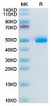 Recombinant Mouse BAMBI Protein (RP02614)