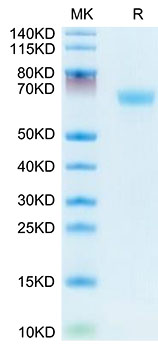 Recombinant Mouses LAMP5 Protein