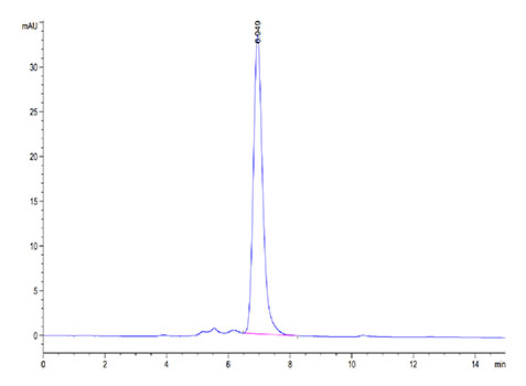 Recombinant Human IL-18 R beta/IL-1 R7/CD218b Protein