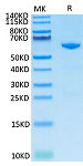 Recombinant Cynomolgus CD73/NT5E Protein (RP02630)