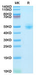 Recombinant Rhesus macaque CD4/LEU3 Protein (RP02632)