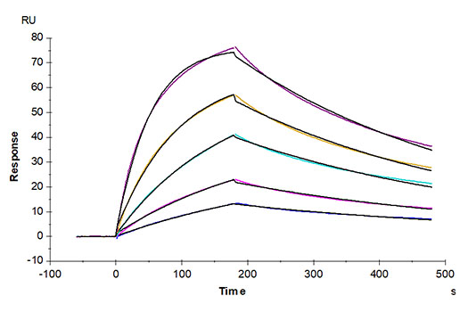 Recombinant Cynomolgus IL-17F Protein
