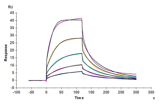 Recombinant Cynomolgus SIRP-alpha/CD172a Protein