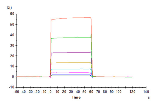Recombinant Cynomolgus Fc gamma RIIA/CD32a Protein