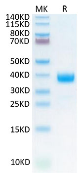 Recombinant Cynomolgus NKp46/NCR1/CD335 Protein