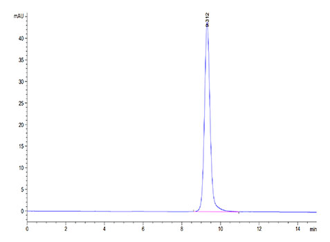 Recombinant Cynomolgus NKp46/NCR1/CD335 Protein