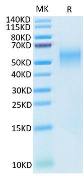 Recombinant Cynomolgus B7-H2/ICOSLG/CD275 Protein