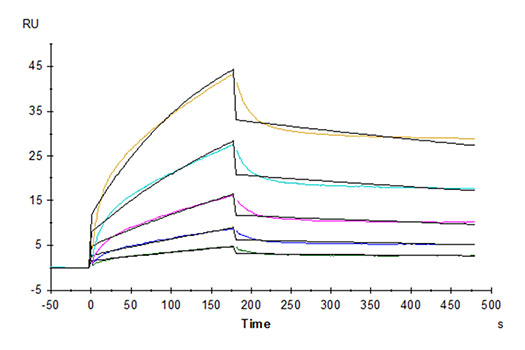 Recombinant Cynomolgus B7-H2/ICOSLG/CD275 Protein