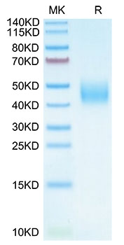Recombinant Cynomolgus B7-H6/NCR3LG1 Protein