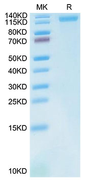Recombinant Cynomolgus LDLR Protein