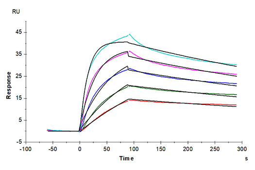 Recombinant Cynomolgus LDLR Protein