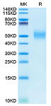 Recombinant Rhesus macaque CD155/PVR Protein (RP02653)