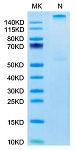 Recombinant Human KRAS G12V (HLA-A*03:01) Complex Tetramer Protein (RP02684)