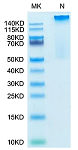 Recombinant Human HLA-G Complex Tetramer Protein (RP02685)