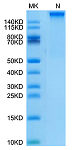 Recombinant Human KRAS G12D(HLA-A*11:01) Tetramer Protein (RP02700)