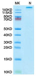 Recombinant Human KRAS WT(HLA-A*03:01) Tetramer Protein (RP02702)
