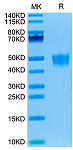 Recombinant Human KIR2DL5 Protein (RP02704)