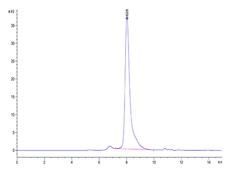 Recombinant Human Notch 3 Protein