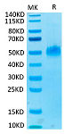 Recombinant Human PVRIG Protein (RP02717)
