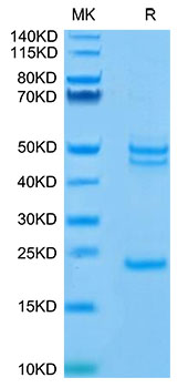 Recombinant Mouse IL-23 alpha&IL-12 beta Protein