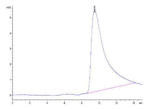 Recombinant Cynomolgus CLEC12A/MICL/CLL-1 Protein