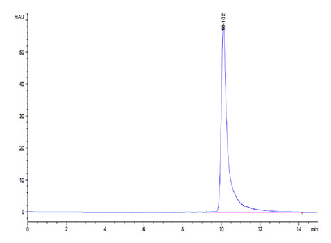 Recombinant Human MARCO Protein