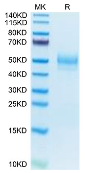 Recombinant Mouse MARCO Protein