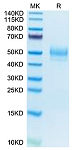 Recombinant Mouse MARCO Protein (RP02734)