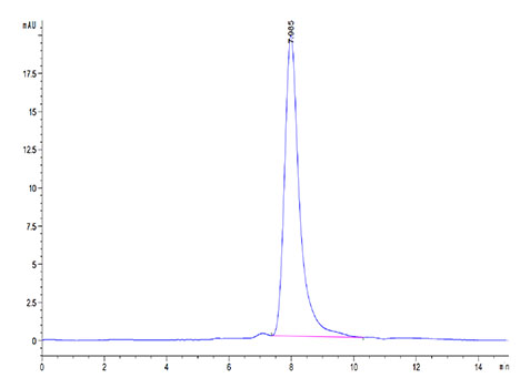 Recombinant Mouse MARCO Protein