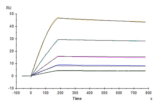 Recombinant Human GDF15 Protein