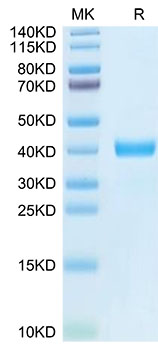 Recombinant Human MFAP4 Protein
