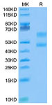 Biotinylated Recombinant Cynomolgus CD3E&CD3D/CD3 epsilon&CD3 delta Protein (Primary Amine Labeling) (RP02748)
