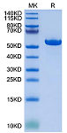 Biotinylated Recombinant  Human HLA-G Complex Protein (RP02751)