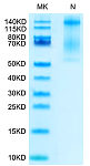 Biotinylated Recombinant  Human HLA-E*01:03 Complex Tetramer Protein (RP02753)